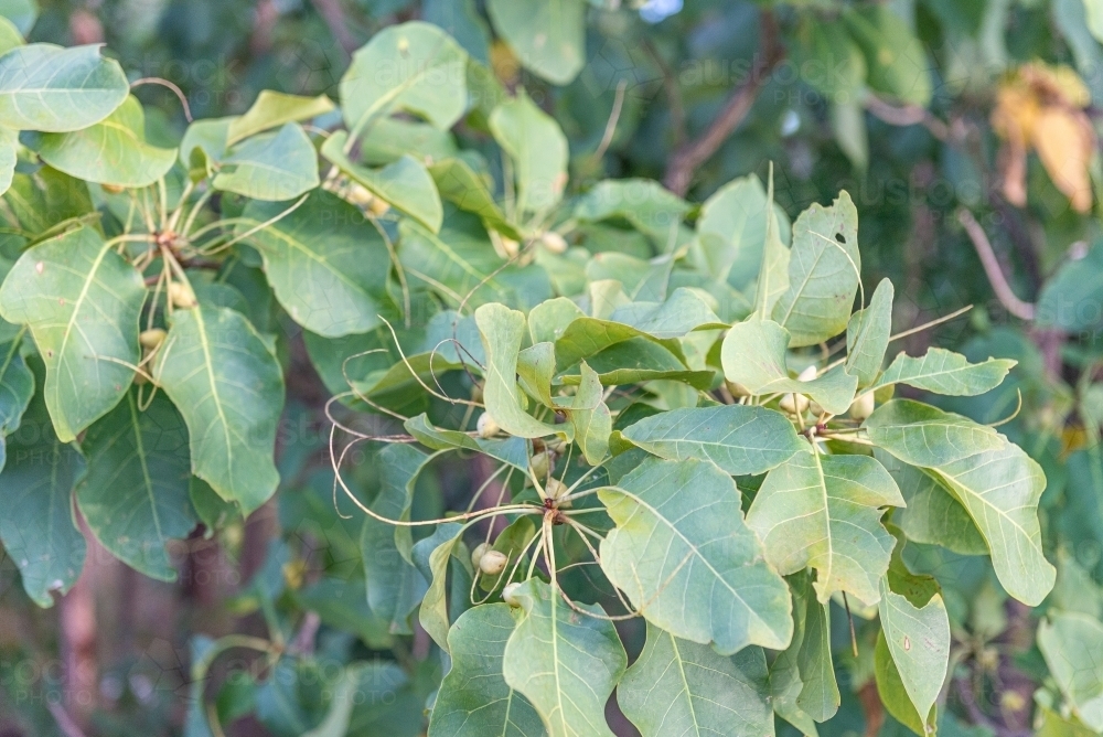 Kakadu Plum Tree - Australian Stock Image
