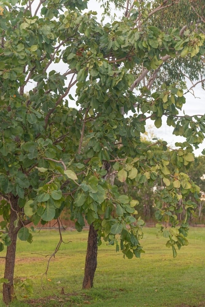 Kakadu Plum tree - Australian Stock Image