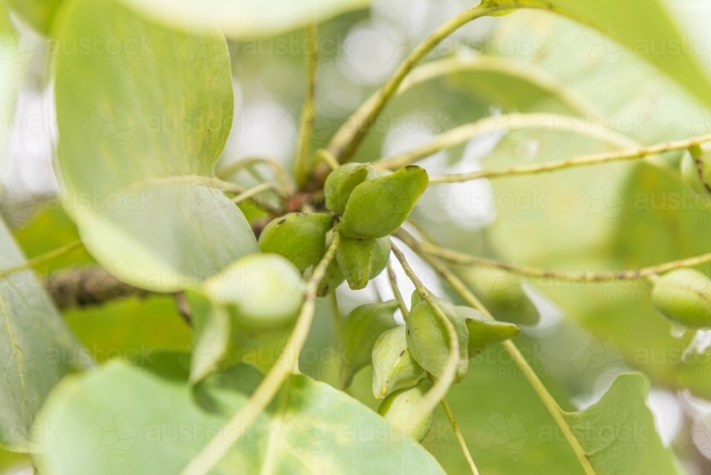Kakadu Plums and leaves - Australian Stock Image