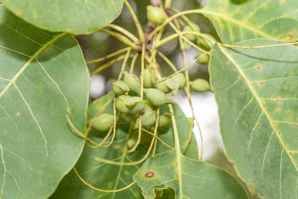 Kakadu Plums and leaves - Australian Stock Image