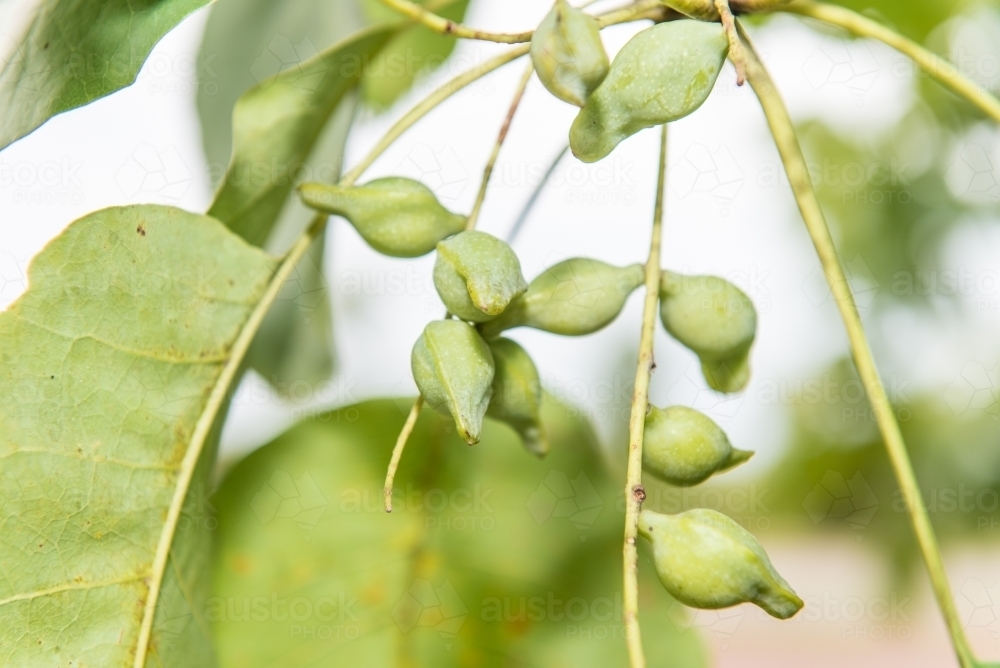 Kakadu Plums and leaves - Australian Stock Image