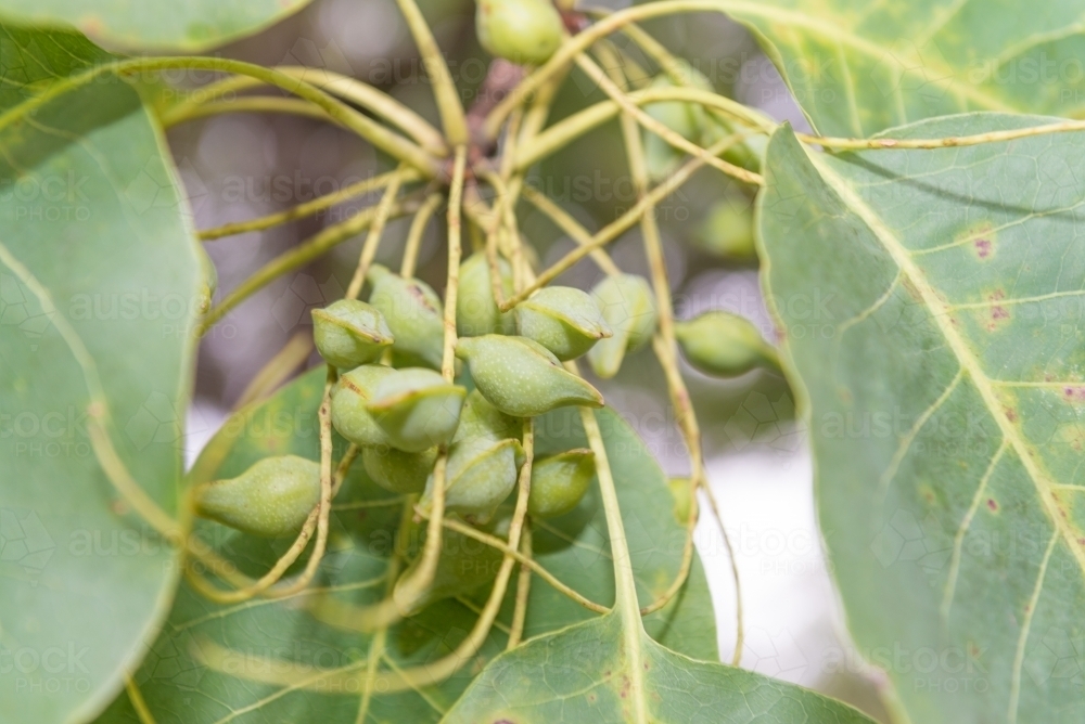 Kakadu Plums and leaves - Australian Stock Image