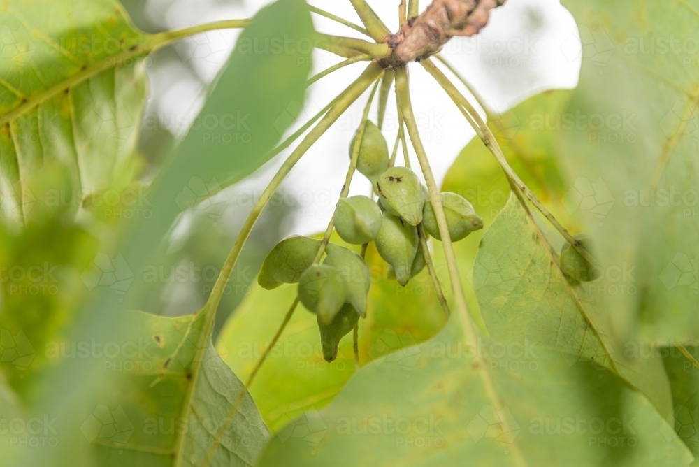 Kakadu Plums and leaves - Australian Stock Image