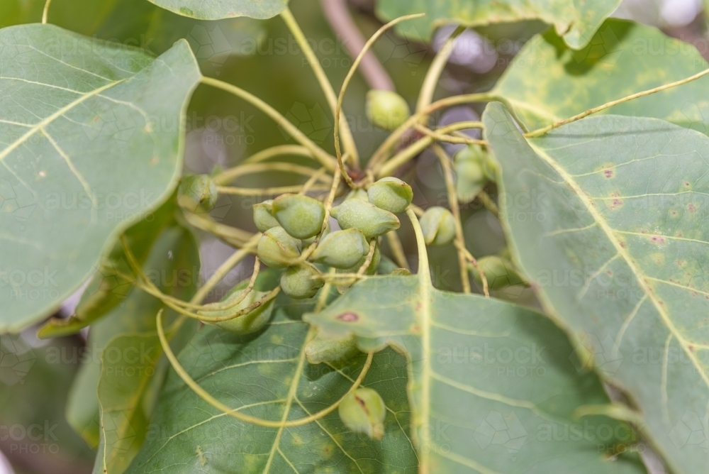 Kakadu Plums and leaves - Australian Stock Image