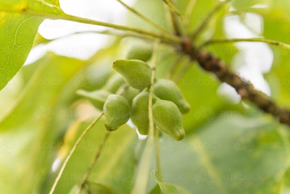 Kakadu Plums and leaves - Australian Stock Image
