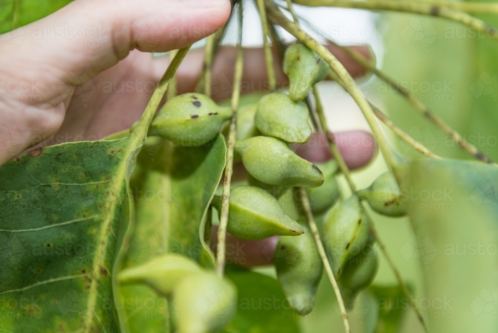Kakadu Plums and leaves - Australian Stock Image