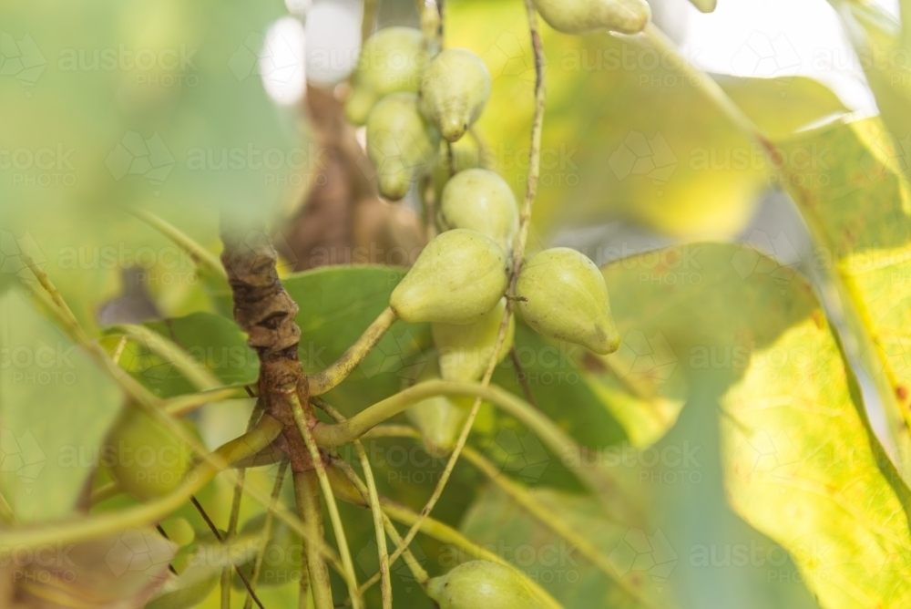 Kakadu Plums and leaves - Australian Stock Image