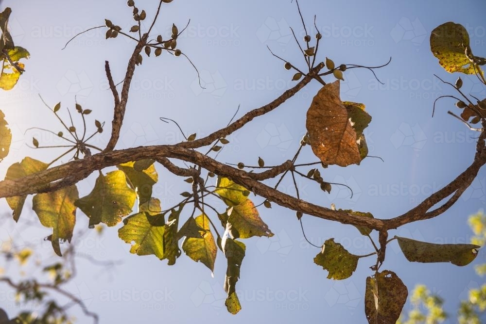 Kakadu Plums and sunshine - Australian Stock Image