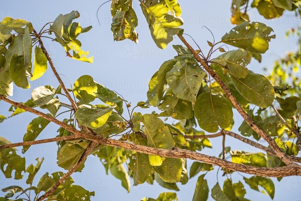 Kakadu Plums and sunshine - Australian Stock Image