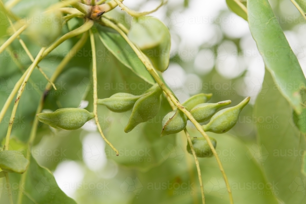 Image of Kakadu Plums Austockphoto