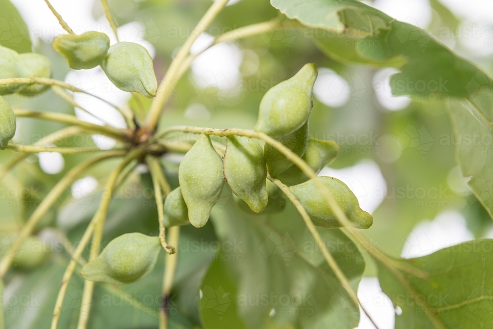 Image of Kakadu Plums Austockphoto
