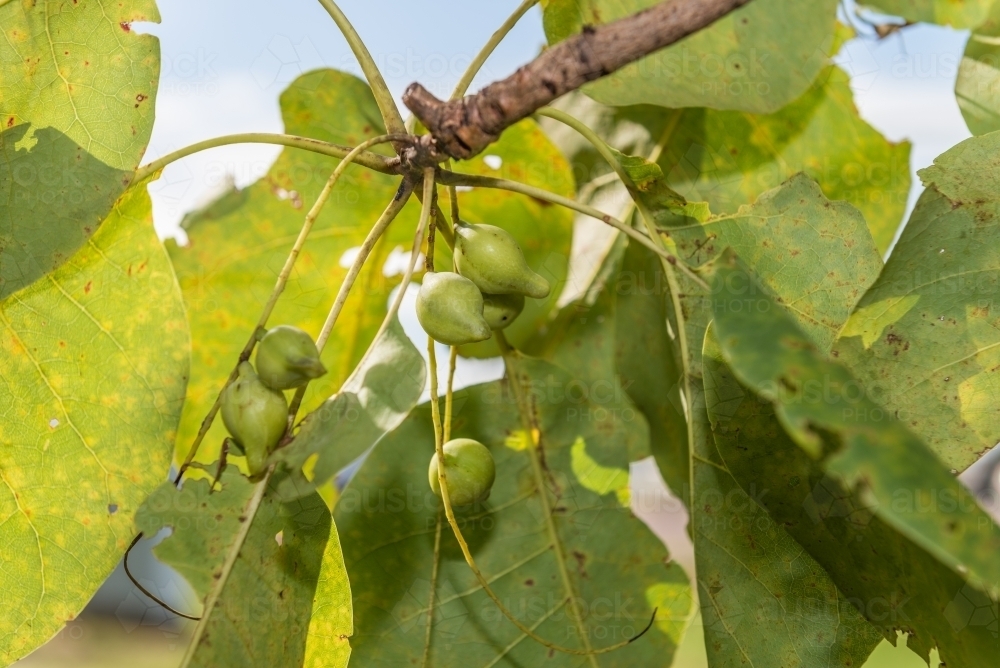 Kakadu Plums - Australian Stock Image