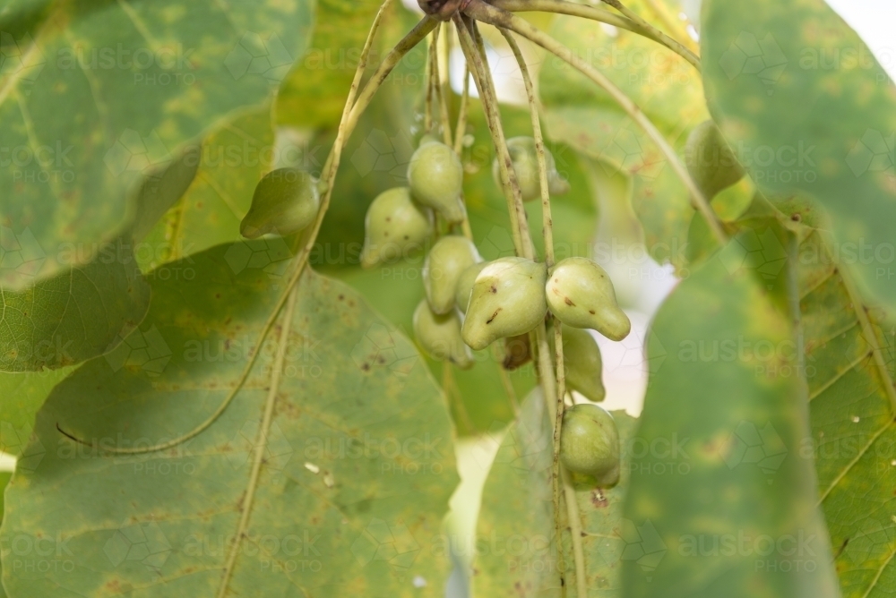 Kakadu Plums - Australian Stock Image