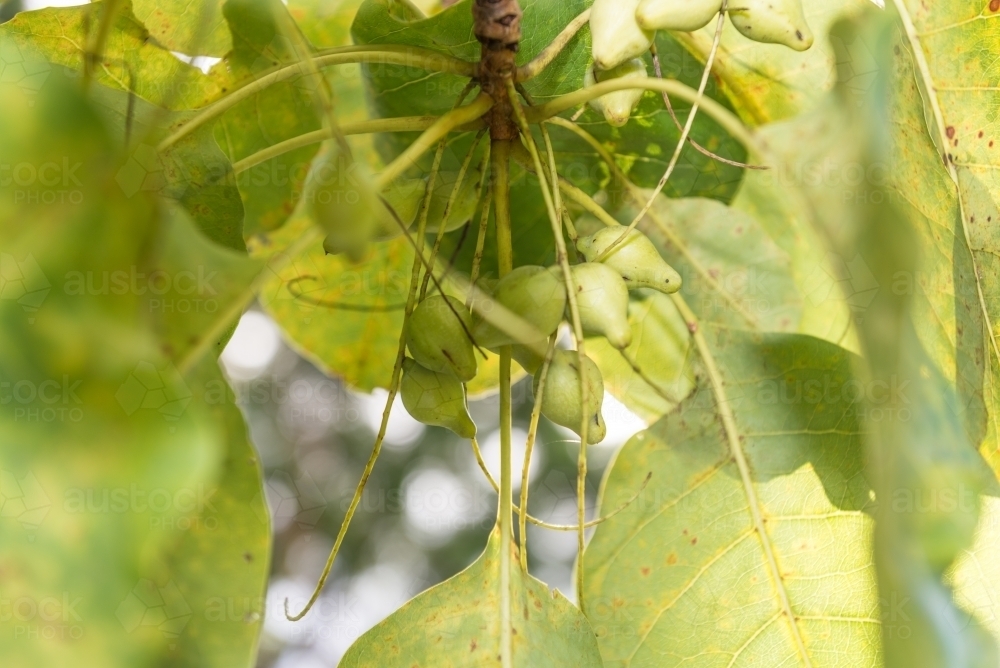 Kakadu Plums - Australian Stock Image