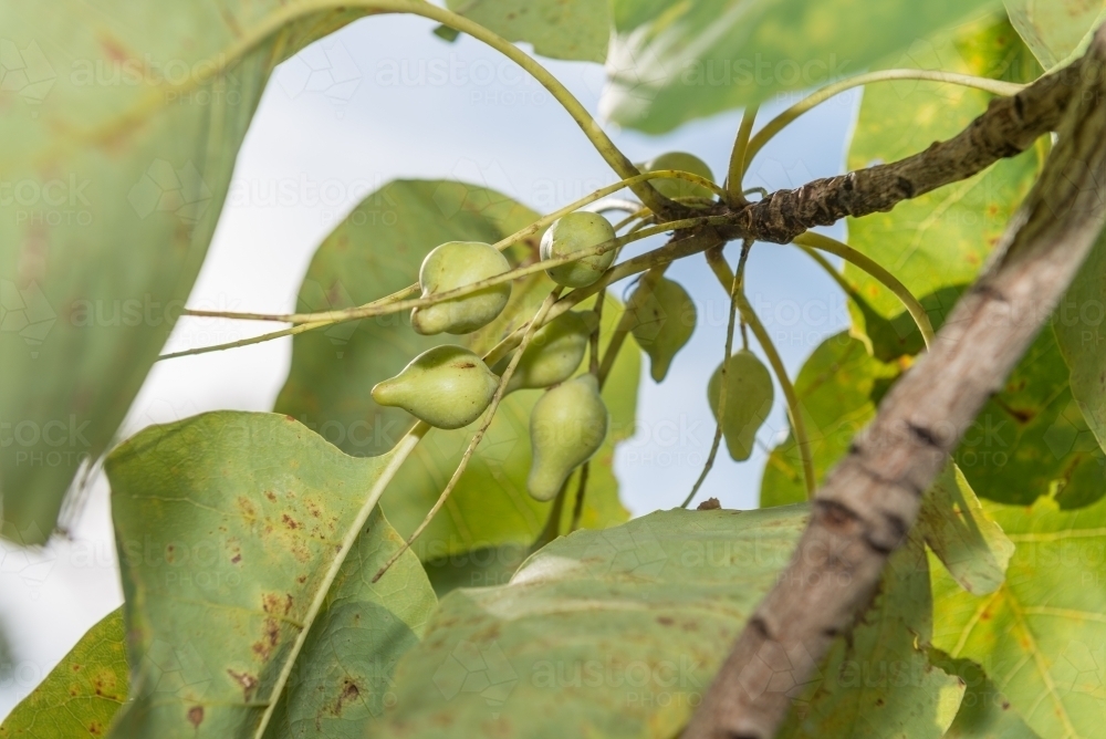 Kakadu Plums - Australian Stock Image