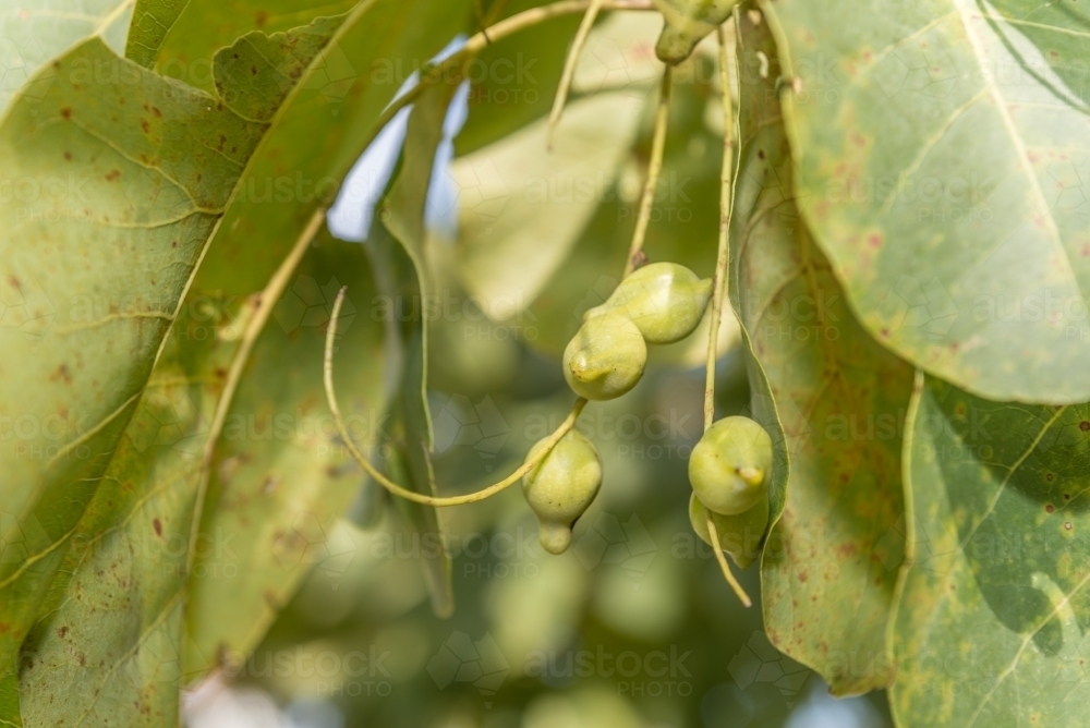 Kakadu Plums - Australian Stock Image