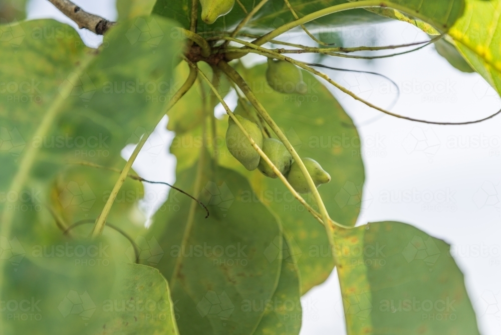 Kakadu Plums - Australian Stock Image