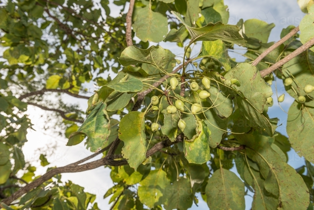 Kakadu Plums - Australian Stock Image