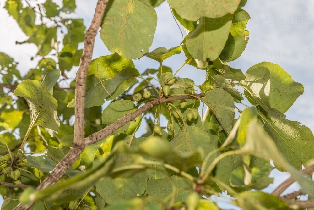 Kakadu Plums - Australian Stock Image