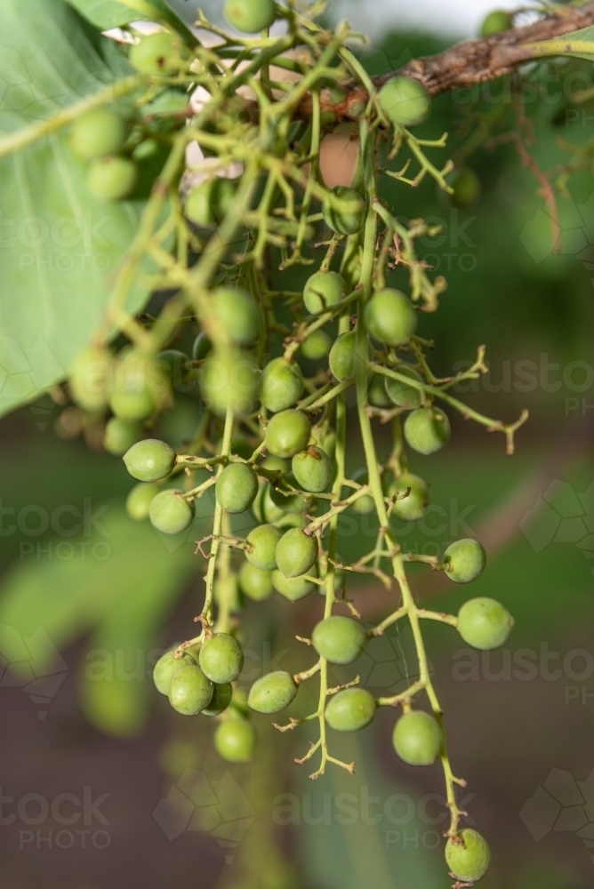 Kakadu Plums - Australian Stock Image