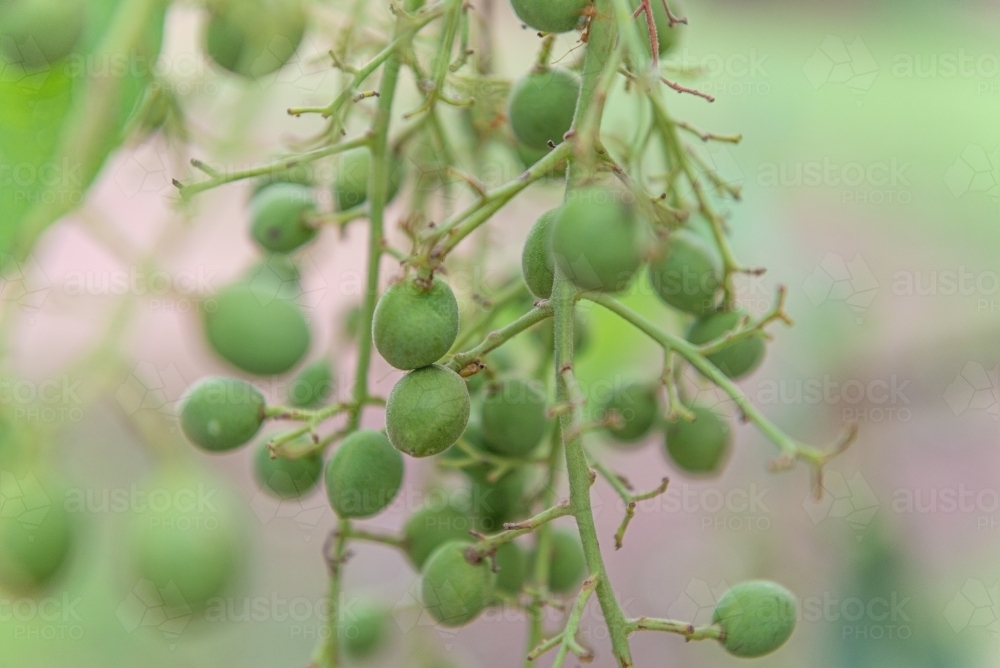 Image of Kakadu Plums Austockphoto