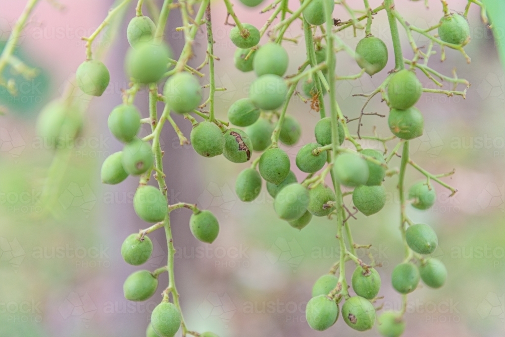Kakadu Plums - Australian Stock Image