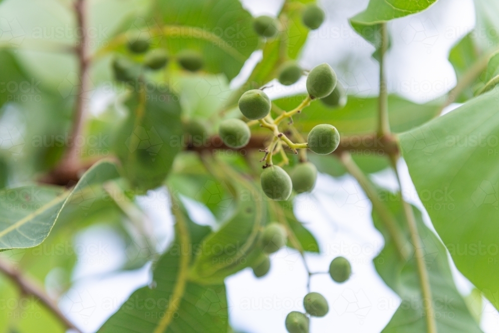 Kakadu Plums - Australian Stock Image