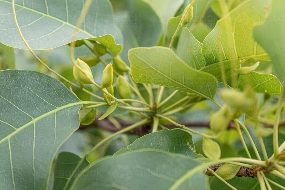 Kakadu Plums - Australian Stock Image