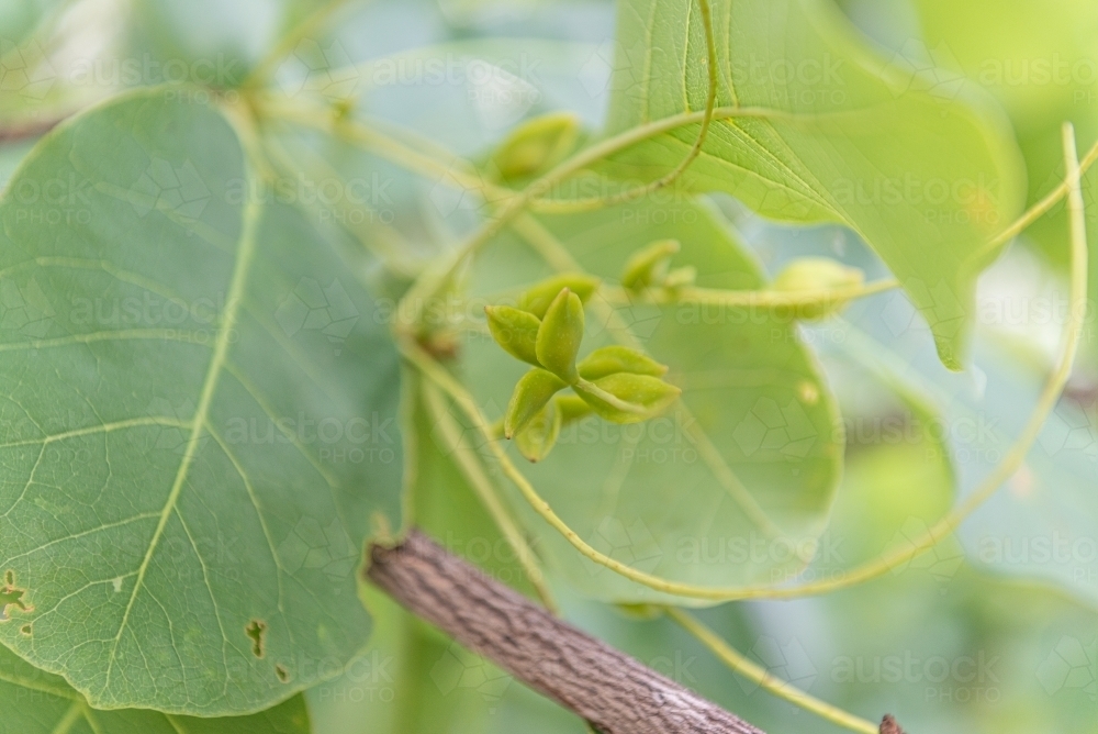 Kakadu Plums - Australian Stock Image
