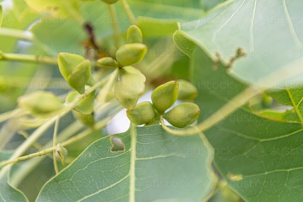 Kakadu Plums - Australian Stock Image