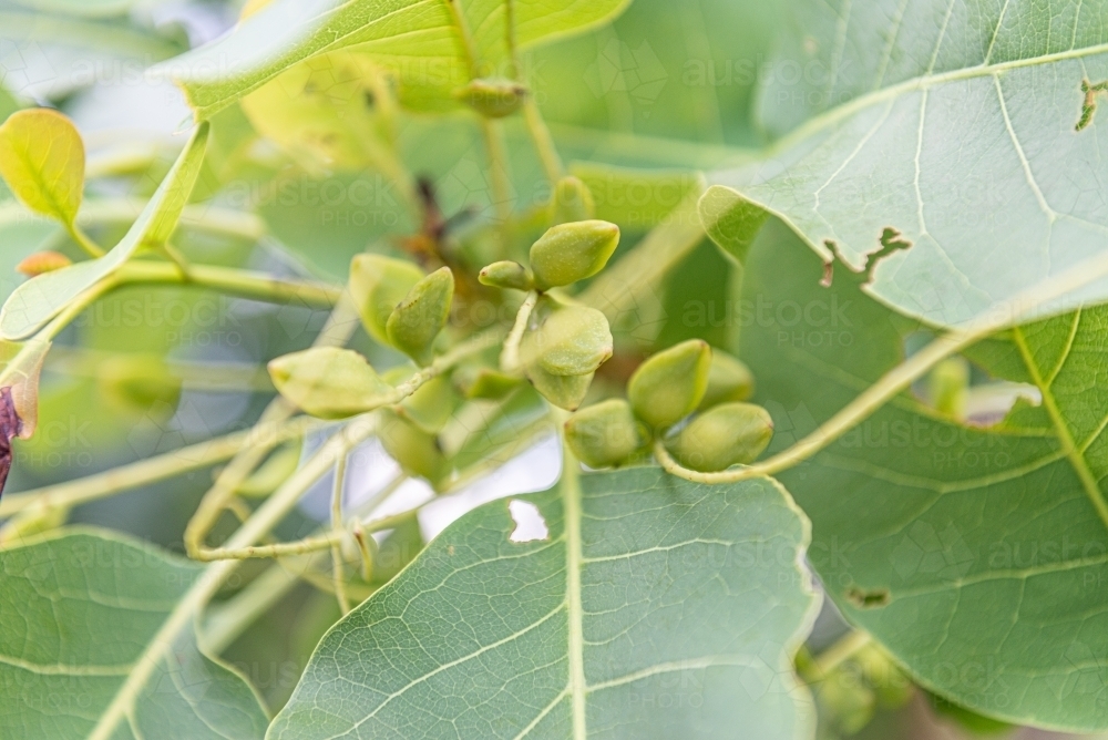Kakadu Plums - Australian Stock Image