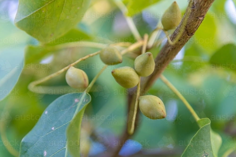 Kakadu Plums - Australian Stock Image