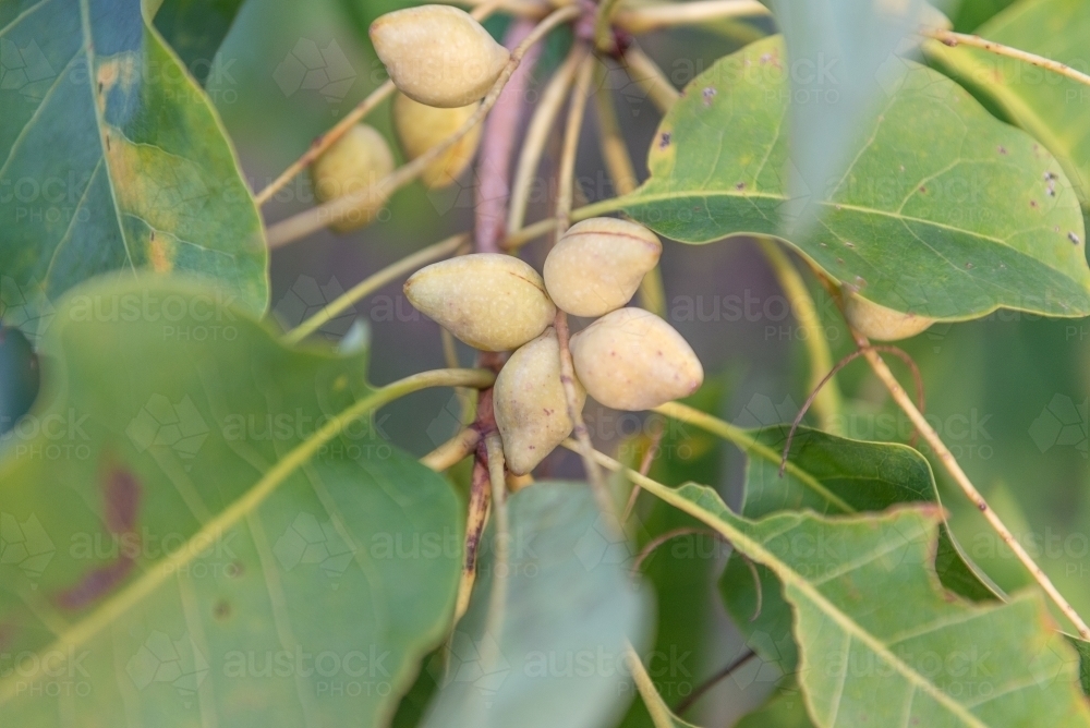 Kakadu Plums - Australian Stock Image