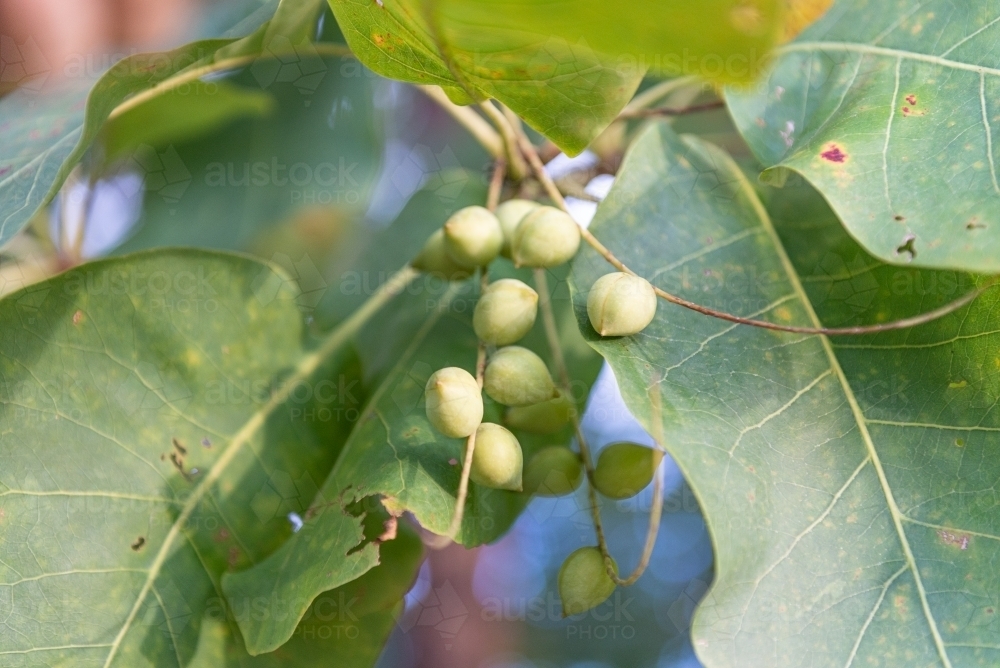 Kakadu Plums - Australian Stock Image