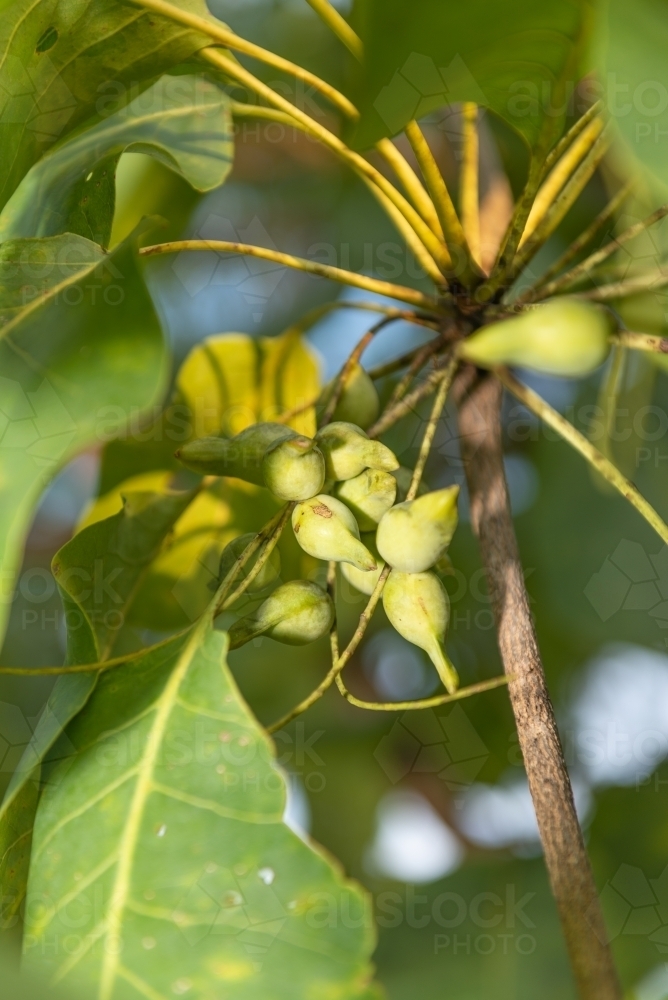 Image of Kakadu Plums Austockphoto