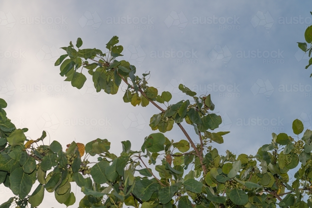 Kakadu Plums - Australian Stock Image