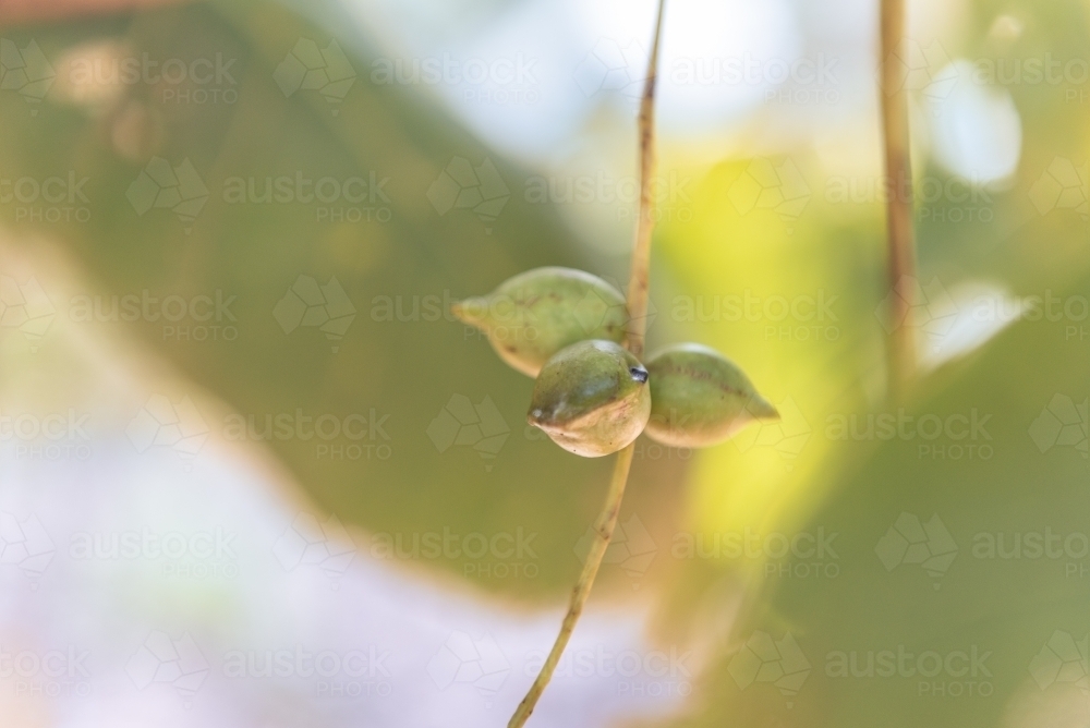 Kakadu Plums - Australian Stock Image