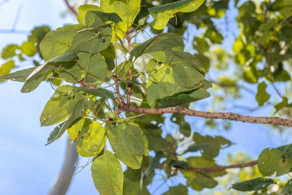 Kakadu Plums - Australian Stock Image