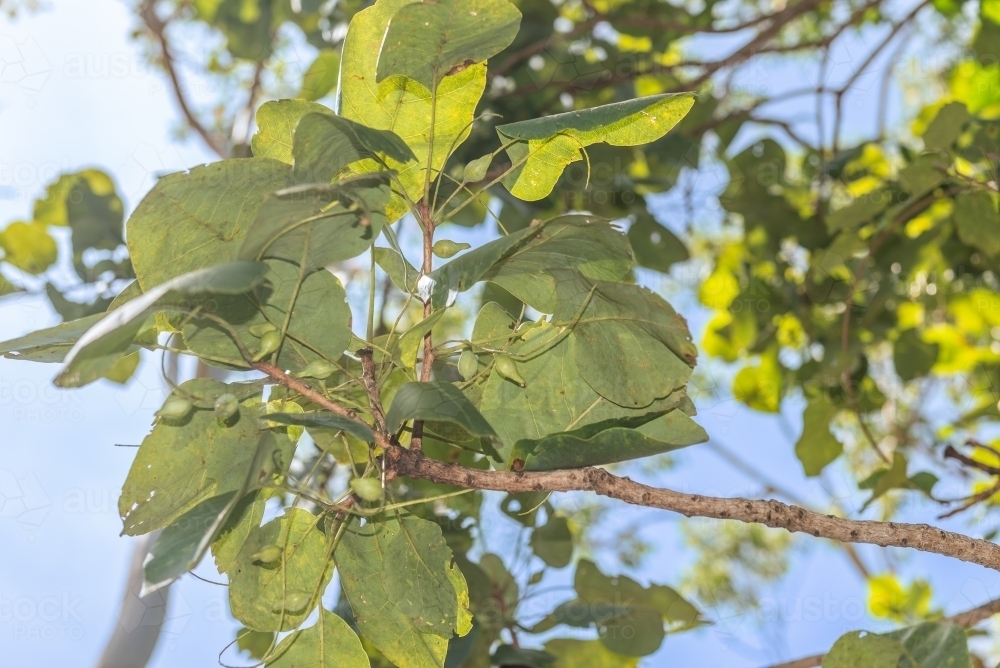 Kakadu Plums - Australian Stock Image