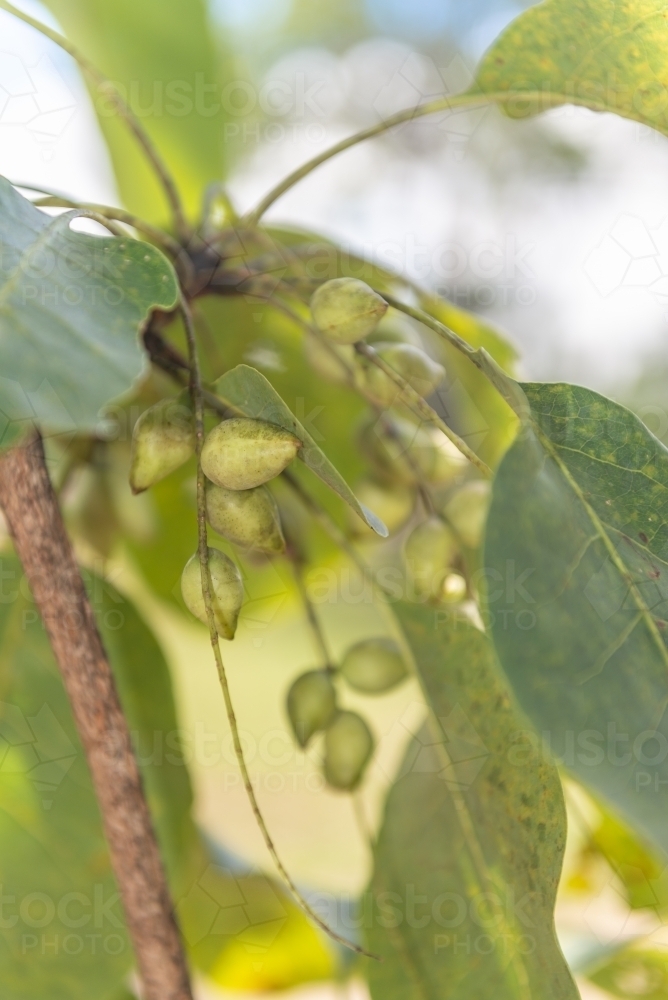 Kakadu Plums - Australian Stock Image