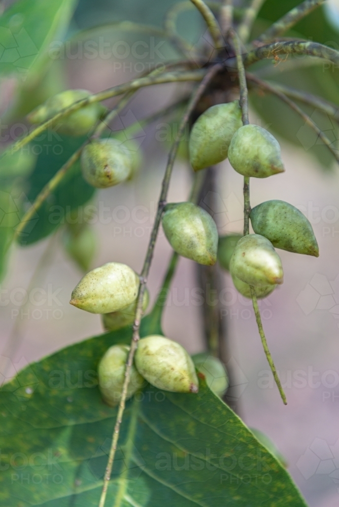 Kakadu Plums - Australian Stock Image