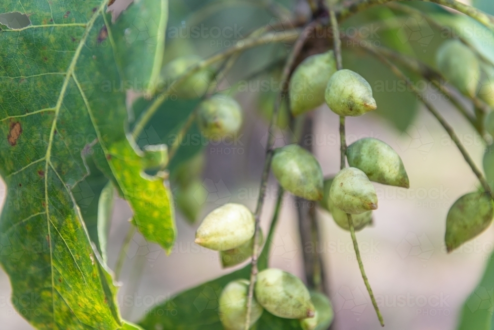 Kakadu Plums - Australian Stock Image