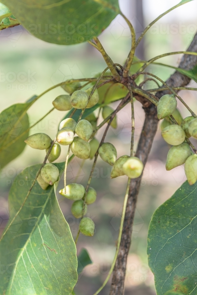 Kakadu Plums - Australian Stock Image