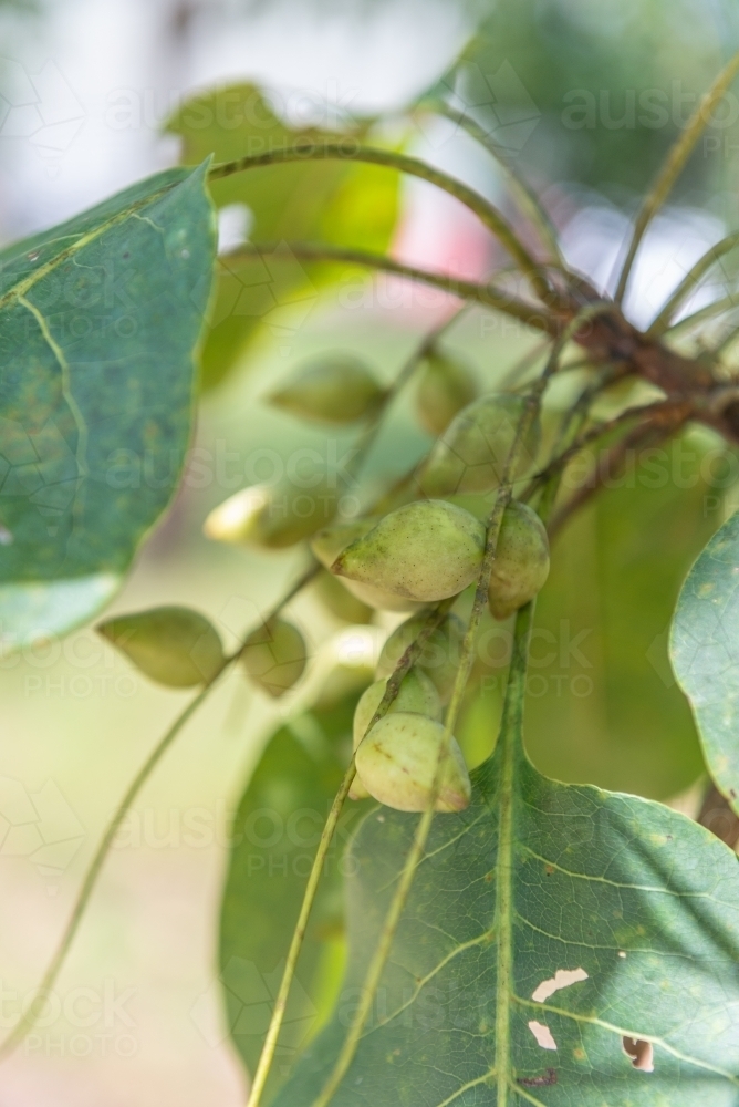 Kakadu Plums - Australian Stock Image