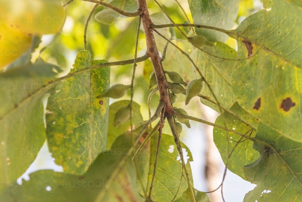 Kakadu Plums - Australian Stock Image