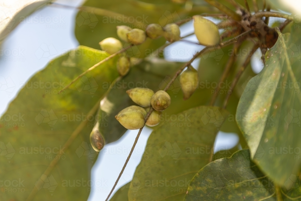 Kakadu Plums - Australian Stock Image