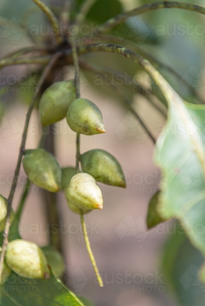 Kakadu Plums - Australian Stock Image