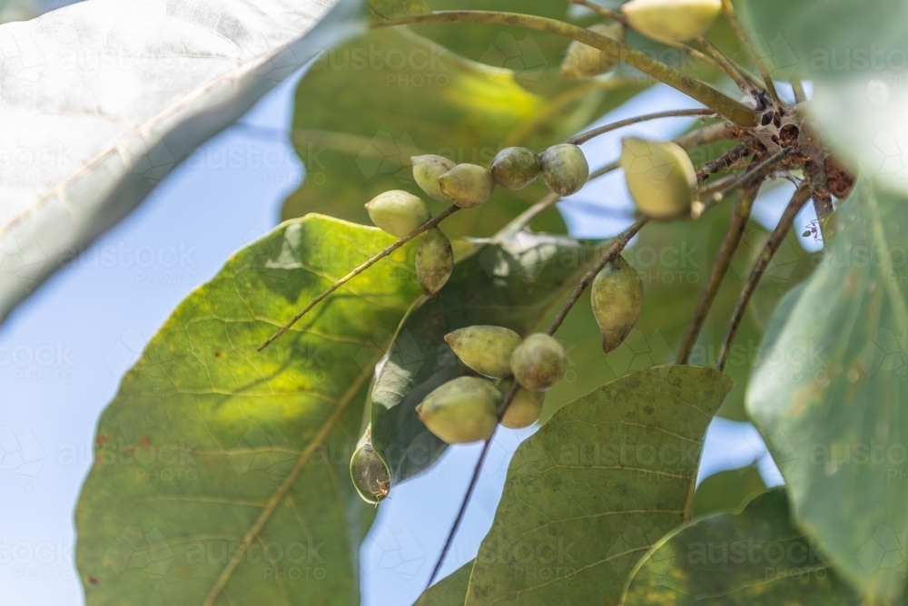 Kakadu Plums - Australian Stock Image