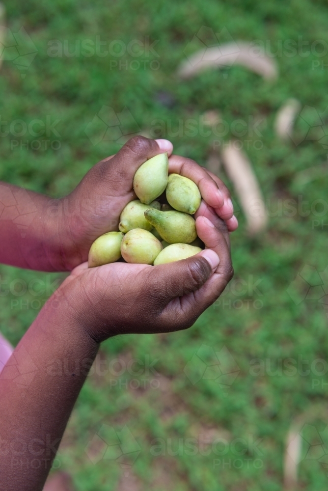 Kakadu Plums in aboriginal child hands - Australian Stock Image