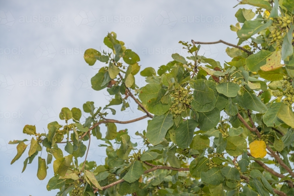 Kakadu Plums in abundance - Australian Stock Image